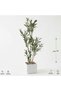Artificial Olive Tree Plant in Square Plastic Pot, 70cm Tall - 2
