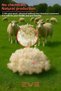 100% Natural Beaded Merino Lamb Wool 1 kg - 3
