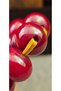 Apricot Stone Cherry Stone German Crimped Amber Prayer Beads – Skilled Craftsman – Ottoman Cherry Stone – 11.00 X 14.50 mm - 7