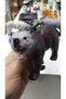 Plastic Toy Animal Big Brown Bear Brown Bear 17 cm - 4
