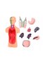 Set educațional pentru copii: Model anatomic - 5
