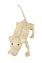 Halloween Dog Skeleton Decor, Realistic Plastic Puppy Skeleton Prop with Movable Jaw, 49cm Animal Bone Ornament for Haunted House, Graveyard, Indoor & Outdoor Halloween Yard Party Decorations - 7