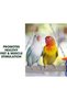 Bird Parrot Swing Toy,Hammock Climbing Ladder for Bird Cages,Natural Pumice Perch for Budgerigars and Parakeets - 4