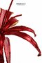 New Year's Ponsetya Pique Daisy Glitter Red 65 cm - 3