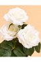 Ivory And Green Rose Fragrance Set - 5