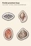 30 Pieces Classic Vintage Seashell Sticker Set - for Laptop, Notebook, Agenda - 5