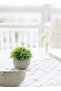 Mini Artificial Plants Set 2 Pcs Small Fake Plants for Office Kitchen Bathroom Bedroom Mantle Shelf Living Room Faux Plants in Pots Modern Farmhouse Plants Home Decor - 7