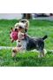 7 Pcs Pet Puppy Toys Gift Set For Small Dogs Cute Squeaky Dog Toys Durable Puppy Teething Toys Rope Toys Puppy Chew Toys(Accessories Color Random) - 7