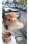 Dobra Women's Furry Wedge Heel Lightweight Boots P308-Beige - 2