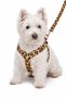 Cat - Dog - Interlock - Thin - Accessory - Clothed Collar Set (Clothing - Chest Collar - Walking Strap Set) - 4