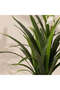 Enkianthus Plant - 90Cm, White, Sophisticated Plant, Peva/ - 2