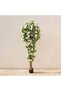 Bougainvillea Plant - 180Cm, White, Graceful Plant, Polyes