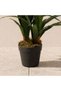 Enkianthus Plant - 90Cm, White, Sophisticated Plant, Peva/ - 3