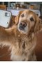 Golden Retriever Selfie Pop Art Metal Poster - Magnetic Wall Art Print