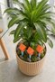 1 Pcs Decorative Wooden Birdhouse Bird House with Ground Stakes Flower Pot Balcony and Garden Ornament Orange and Blue 52cm - 8