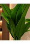 155 cm Tall Banana Tree with a Solid Core - 2