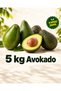 Avokado 5 kilo