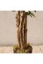 Bougainvillea Plant - 180Cm, White, Graceful Plant, Polyes - 3