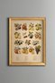 Fruits - Vintage Patterned Painting - Fine Model