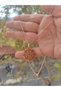 Pure Copper Necklace