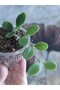 Hoya Uniflora Mum Çiçeği - 4