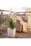 Enkianthus Plant - 90Cm, White, Sophisticated Plant, Peva/ - 4