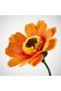 GULDSPETT Artificial flower - paper/marigold orange 50 cm - 2