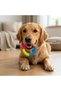 Colorful Dog Teeth Cleaning Ring-Teeth Cleaner Dog Biting Toy