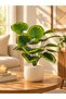 Artificial Lines Monstera Plant 75 cm – 18 Leaves – Indoor & Outdoor – Plant Only, No Pot - 6