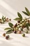 Terebinth Oil |   50 ml - 100% Pure and Natural - 5