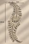 Silver Sequin and Bead Embellished Leaf Motif Tulle Applique - 4