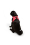 Air-Mesh Small and Medium Breed Cat and Dog Chest Harness Soft, Breathable, Durable Neon Pink - 9