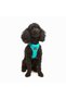 Air-Mesh Small and Medium Breed Cat Dog Harness Soft,Breathable, Durable Turquoise - 7