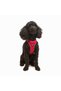 Air-mesh small and medium breed cat dog chest strap soft, breathable, durable bright red - 7