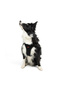 Air-mesh small to medium breed cat dog chest harness - soft, Breathable, durable black - 7