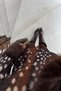 Brown Bambi Patterned Fur Sleeve Jacket - 4