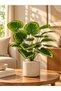 Artificial Lines Monstera Plant 75 cm – 18 Leaves – Indoor & Outdoor – Plant Only, No Pot - 4