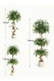 Zvezvia Ficus Artificial Tree with Curved Trunk, 120cm/150cm/180cm Faux Plant Fake Silk Trees with W - 2