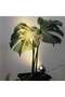 WALALLA 2 Pack Indoor Spotlights for Plants, Dimmable Accent Light Set with 3 Color Temperatures - 5
