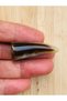 Leather Lined Polyester Core Horn Shepherd Button 5.2x1.8cm. - 3