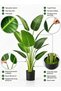 Zvezvia Artificial Banana Tree, Featuring Large Simulated Tropical Leaves With Adjustable Stems For - 5