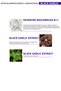 Black Garlic Shampoo 300 ml - Anti-Spill and Anti-Slimming Shampoo - 4
