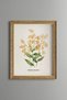 Orchid Branch - Vintage Patterned Painting - Slim Frame