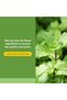 , Peppermint & Oregano Oil Complex, Digestive Aid for Gastrointestinal Health, 60 sof - 5