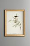 Australian Birds - Vintage Patterned Painting - Slim Model