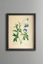 Forget-Me-Not Flower - Vintage Patterned Painting - Slim Model