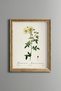 Yellow Wild Rose - Vintage Patterned Painting - Slim Frame