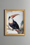 Red-Billed Toucan - Vintage Patterned Painting - Slim Frame