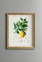 Lemon Branch - Vintage Patterned Painting - Slim Model