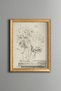 Wildflower Illustration - Vintage Patterned Painting - Fine Art Print